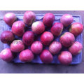 Nouvelle récolte de pommes fraîches / Chines Fruits de haute qualité